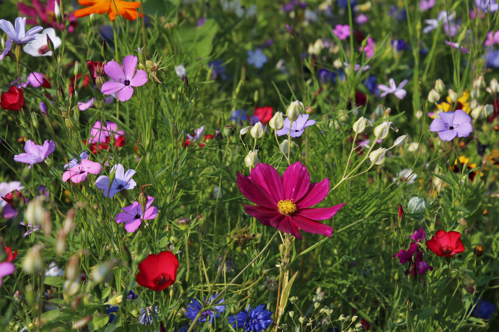 Gardening Service